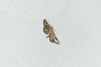 Anania coronata
