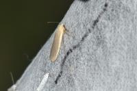 Katha depressa