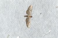 Eupithecia