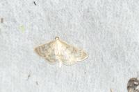 Patania ruralis