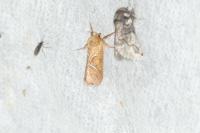 Triodia sylvina