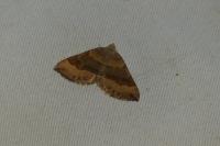 Scotopteryx chenopodiata