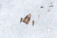 Mesoligia furuncula