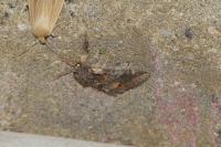 Notodonta dromedarius