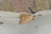 Cosmia trapezina
