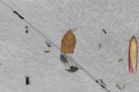 Pandemis cerasana