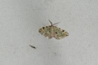 Colostygia pectinataria