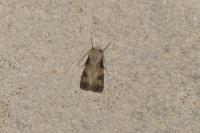 Agrotis puta