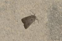 Hoplodrina ambigua/blanda