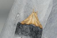 Ennomos fuscantaria