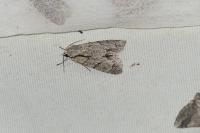 Acronicta psi/tridens