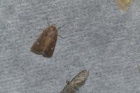 Lacanobia oleracea