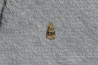 Celypha lacunana