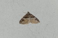 Pareulype berberata berberata