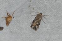Autographa gamma