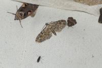 Eupithecia icterata