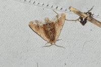 Ptilodon cucullina