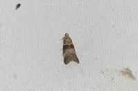Acrobasis
