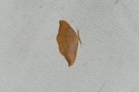 Watsonalla binaria