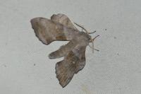 Laothoe populi