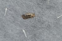 Ochropleura plecta