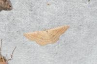 Cyclophora linearia