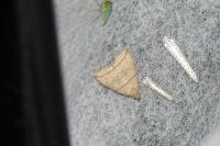 Herminia grisealis