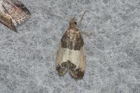 Spilonota ocellana