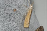 Agriphila