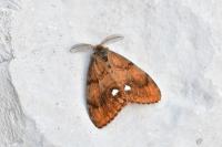 Orgyia antiqua