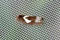 Epiblema foenella