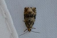 Celypha lacunana