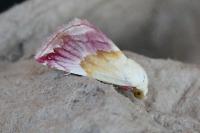 Eublemma purpurina