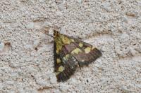 Pyrausta purpuralis