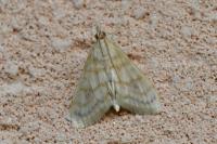 Paracorsia repandalis