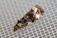 Endothenia