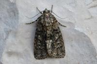 Acronicta rumicis