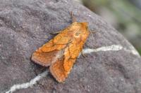 Pyrrhia umbra