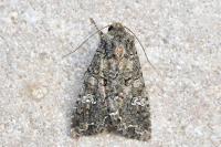Mamestra brassicae