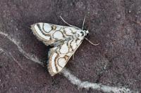 Nymphula nitidulata