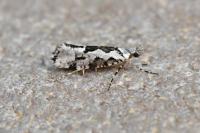 Ypsolopha sequella