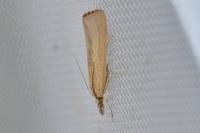 Agriphila straminella