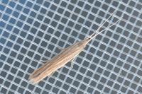 Coleophora