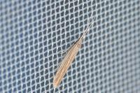 Coleophora
