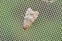 Eudonia mercurella