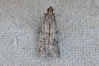 Ephestia