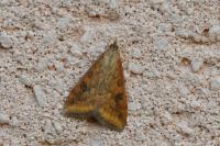 Udea ferrugalis