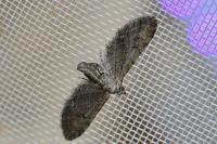 Eupithecia
