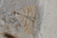 Paracorsia repandalis