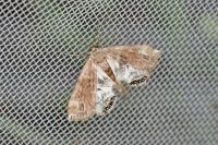 Cataclysta lemnata